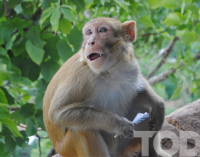 Chinese logging threatens Myanmar monkey