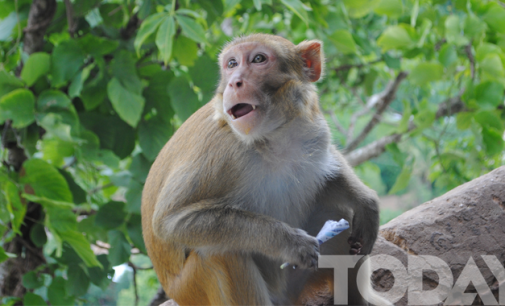 Chinese logging threatens Myanmar monkey