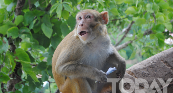 Chinese logging threatens Myanmar monkey