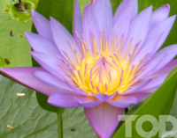 Flora in Myanmar culture Lotus,  the designated flower  of the month “Thadingyut”