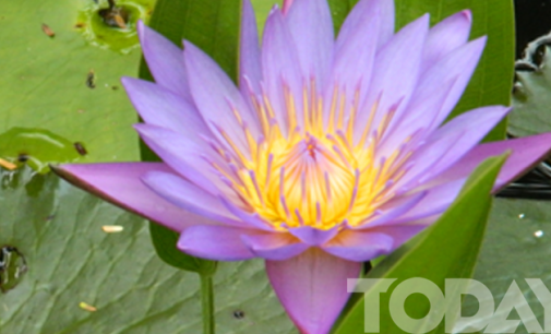 Flora in Myanmar culture Lotus,  the designated flower  of the month “Thadingyut”