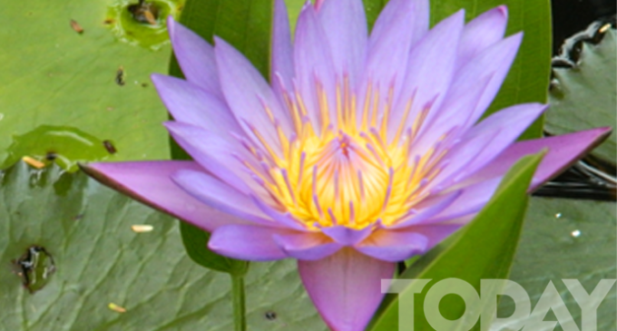 Flora in Myanmar culture Lotus,  the designated flower  of the month “Thadingyut”