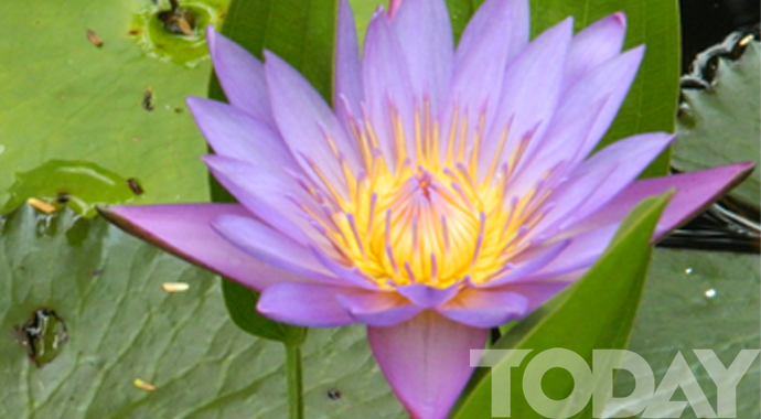 Flora in Myanmar culture Lotus,  the designated flower  of the month “Thadingyut”