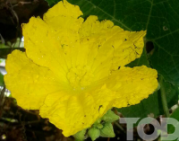 Khawe, the designated flower of the month “Tazaungmon”