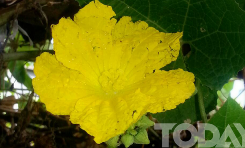 Khawe, the designated flower of the month “Tazaungmon”