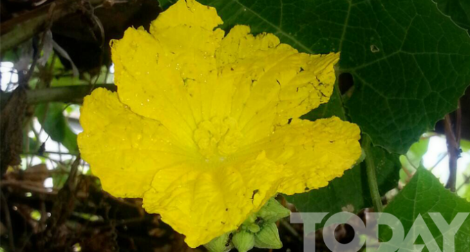 Khawe, the designated flower of the month “Tazaungmon”