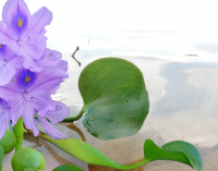 WATER HYACINTH OR BEDA