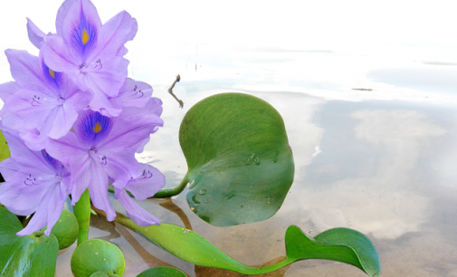 WATER HYACINTH OR BEDA