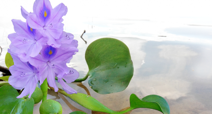 WATER HYACINTH OR BEDA