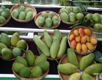 Flora in  Myanmar Culture Mangoe (Mangifera Indica)