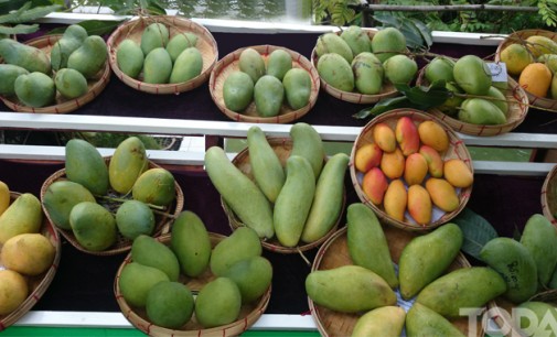 Flora in  Myanmar Culture Mangoe (Mangifera Indica)