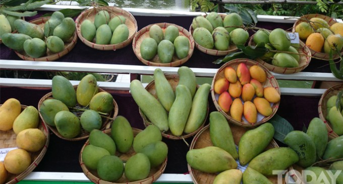 Flora in  Myanmar Culture Mangoe (Mangifera Indica)