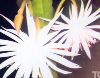 Floral in myanmar culture Night blooming Lotus  (Kumudra Lotus)