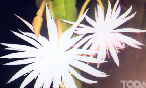 Floral in myanmar culture Night blooming Lotus  (Kumudra Lotus)