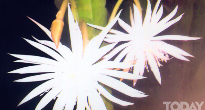 Floral in myanmar culture Night blooming Lotus  (Kumudra Lotus)