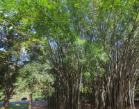 Flora in  Myanmar Culture Bamboo