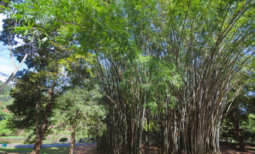 Flora in  Myanmar Culture Bamboo