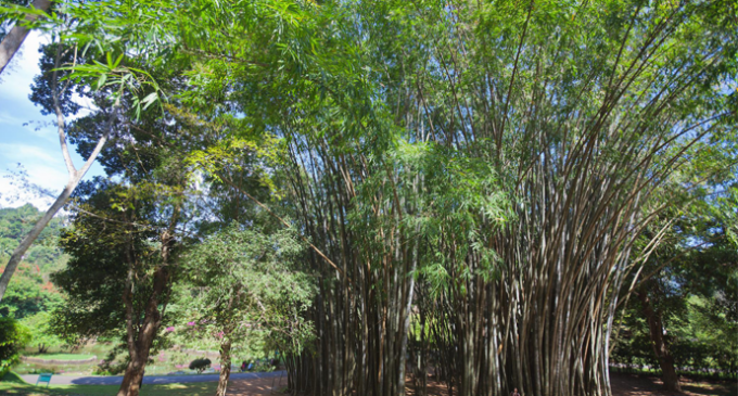 Flora in  Myanmar Culture Bamboo