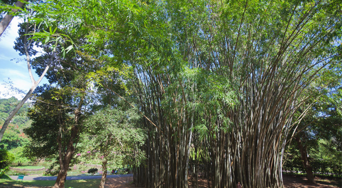 Flora in  Myanmar Culture Bamboo