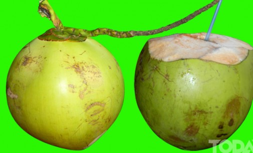 Flora in Myanmar Culture: COCONUT