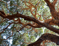 Flora  in Myanmar culture: Hta naun tree [Acacia]