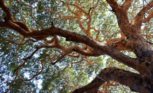 Flora  in Myanmar culture: Hta naun tree [Acacia]