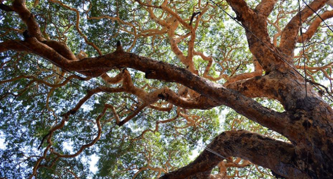 Flora  in Myanmar culture: Hta naun tree [Acacia]