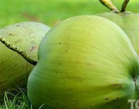 Flora in Myanmar Culture: Coconut