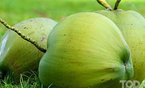 Flora in Myanmar Culture: Coconut