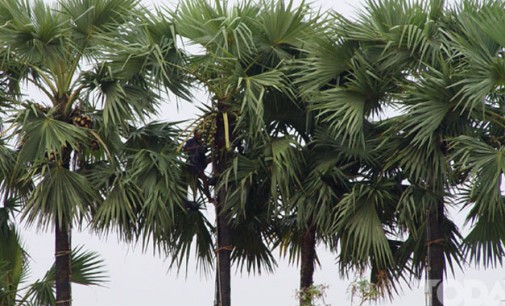 Flora in Myanmar Culture Toddy Palm