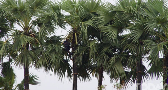 Flora in Myanmar Culture Toddy Palm